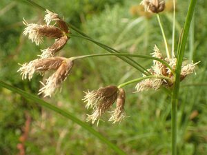 Bolboschoenus maritimus Flower